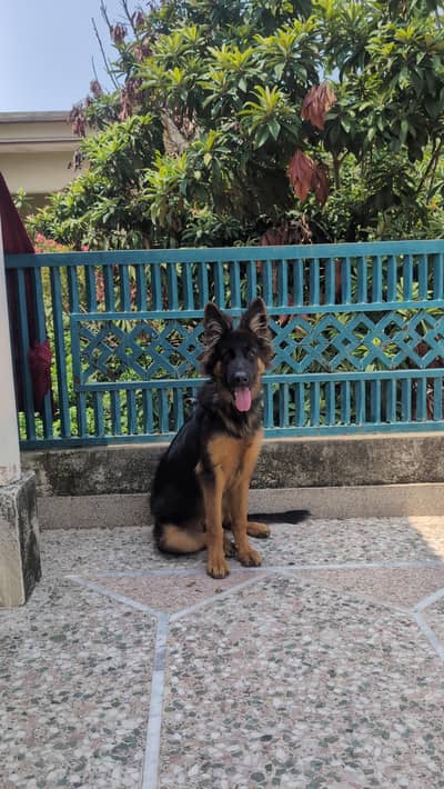 german shepherd female puppy