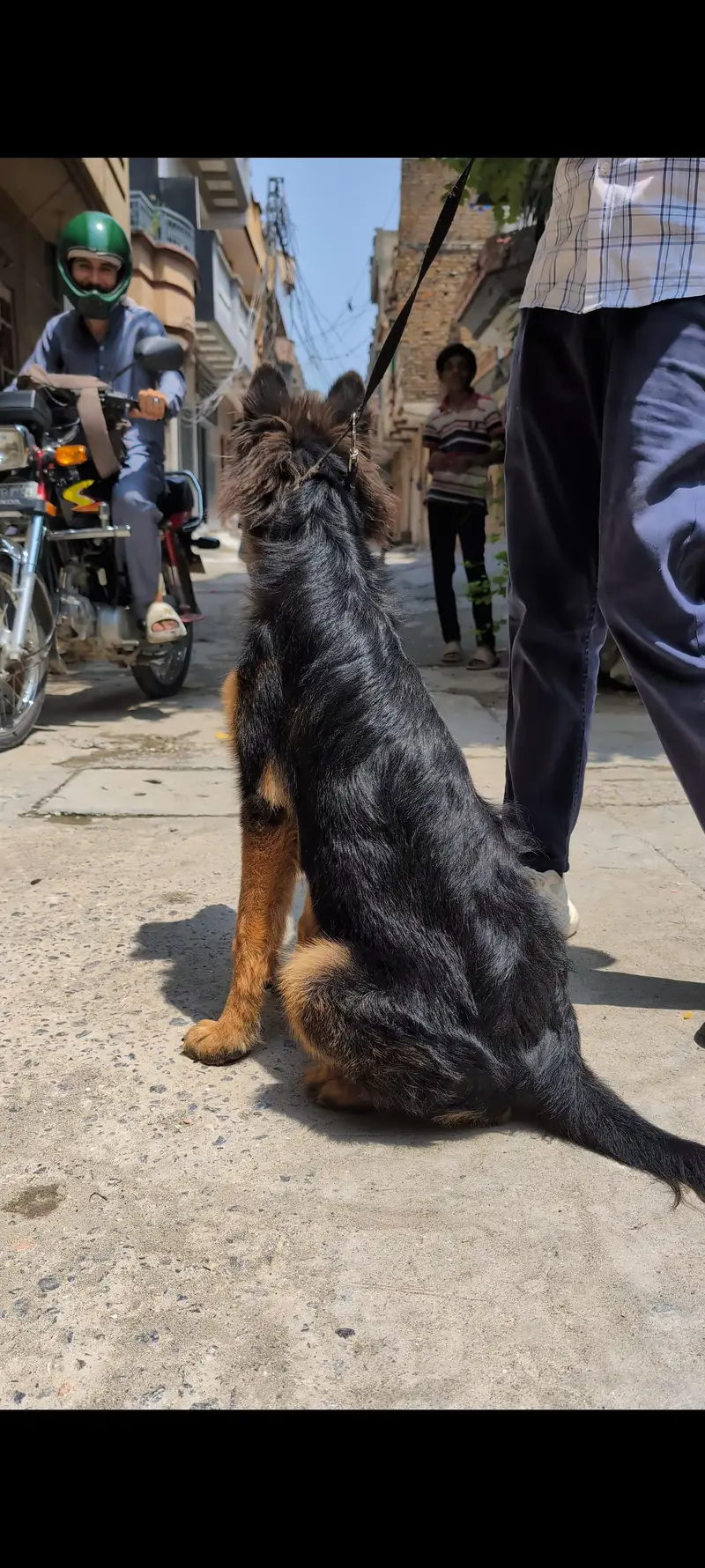 german shepherd female puppy — photo 2