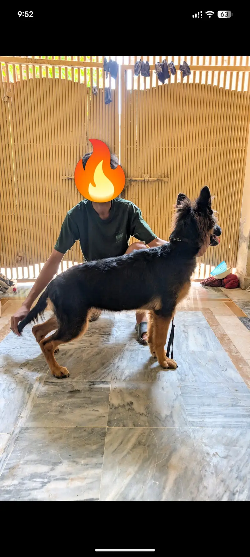 german shepherd female puppy — photo 3