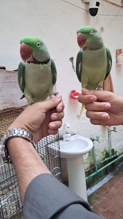 Raw parrot handtame Young Pair