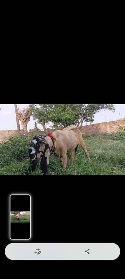 Beetal goat