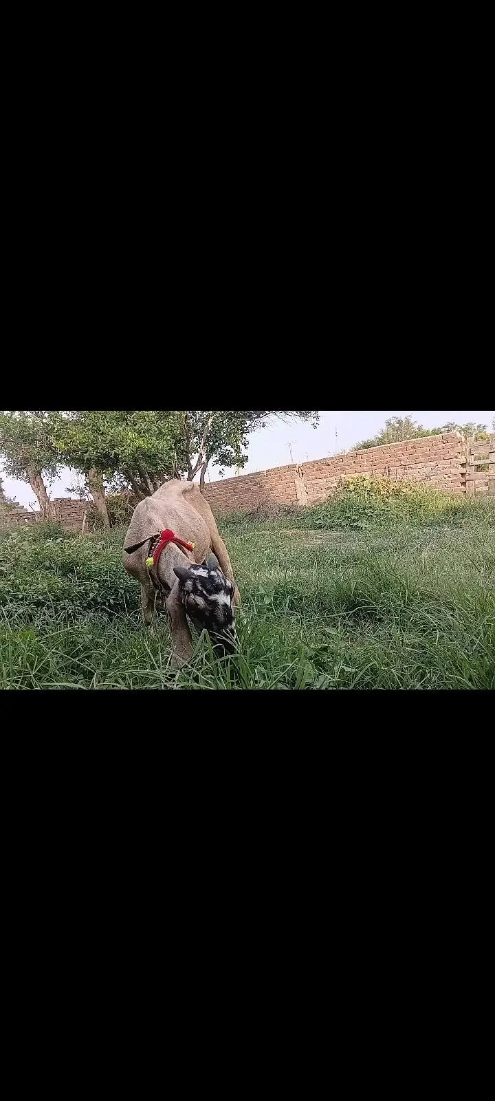Beetal goat — photo 2