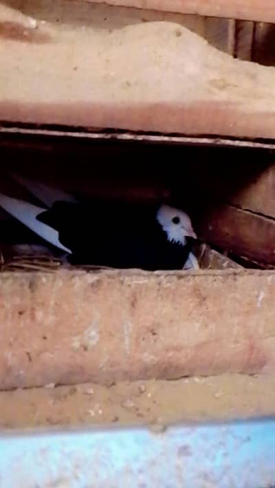 2 pair black Mukhe or 1 pair white kabootar ka for sell