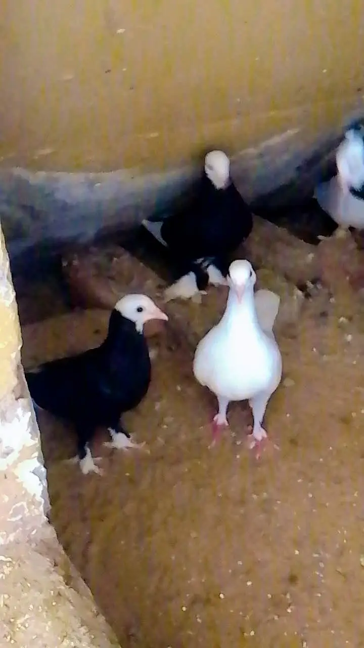 2 pair black Mukhe or 1 pair white kabootar ka for sell — photo 4