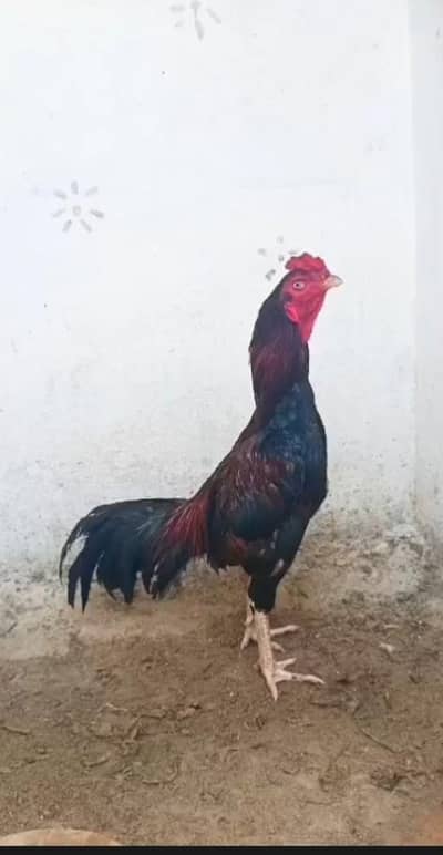 urgent for sale whats app number par rabta kara  03064660029