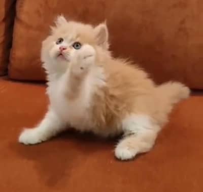 Persian kittens. Whatapp//0370460__2354