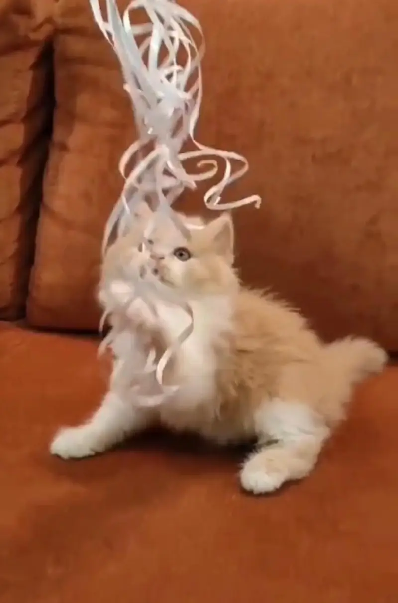 Persian kittens. Whatapp//0370460__2354 — photo 3