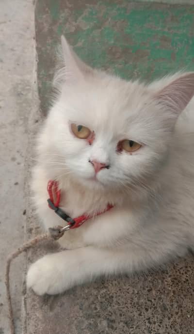 Mother with Triple coated Pair Persian kittens