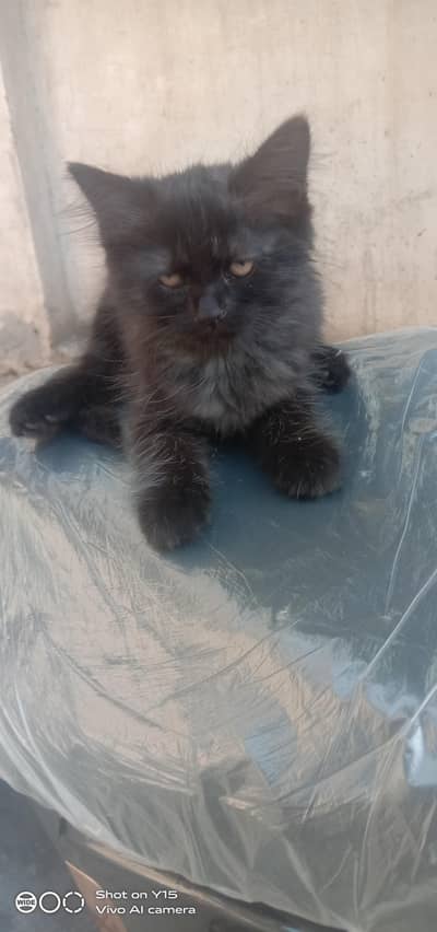 Triple coated black Persian kitten
