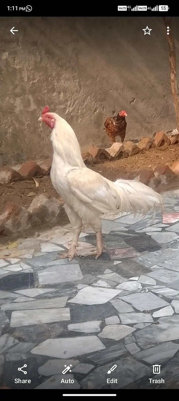 high quality hero breeder murga — photo 4