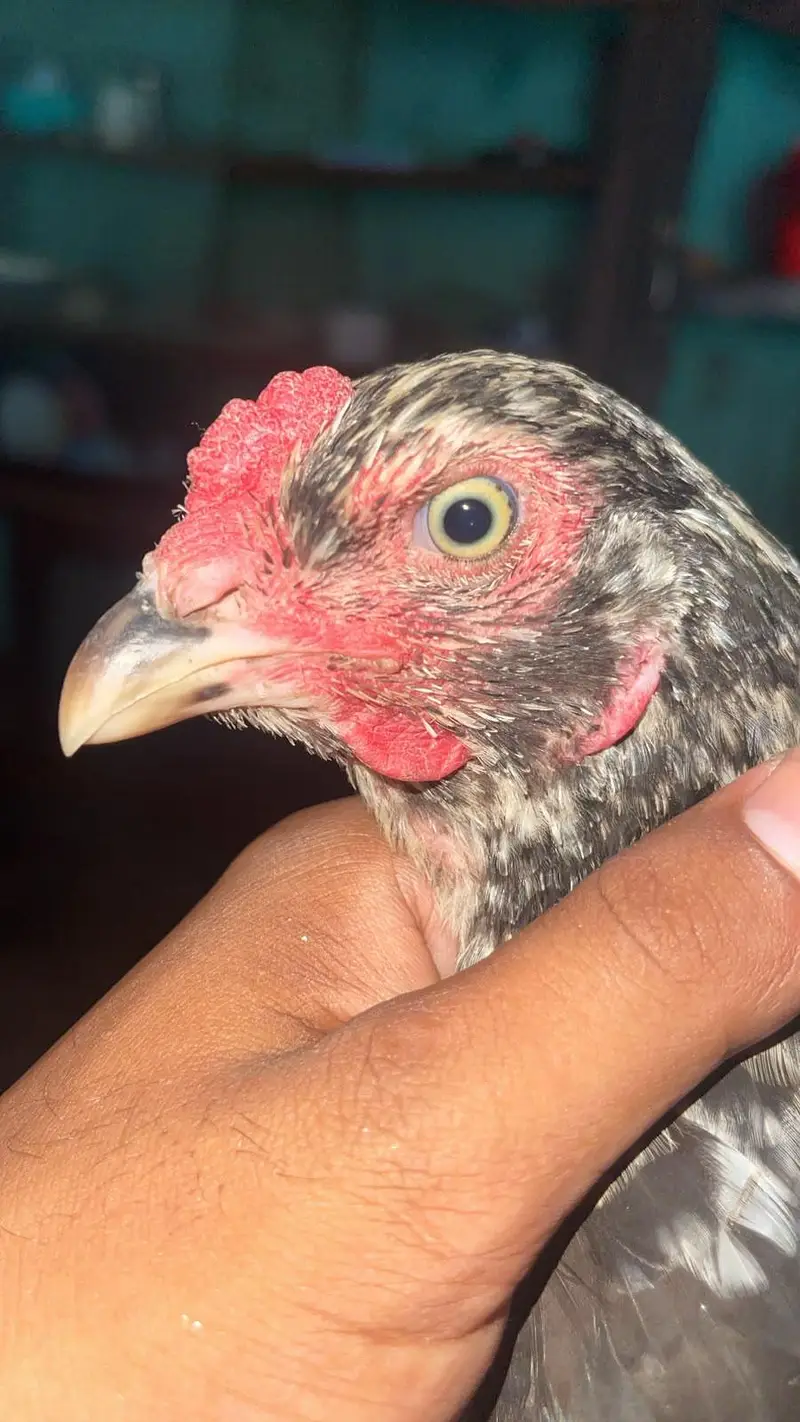 high quality hero breeder murga — photo 5