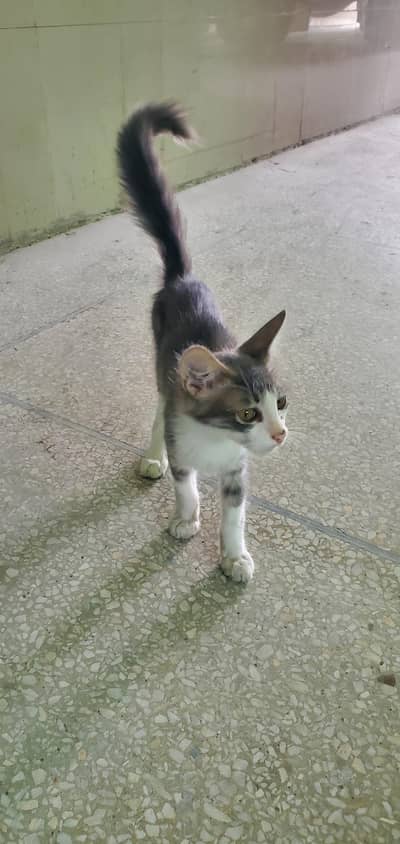 russiancute cat