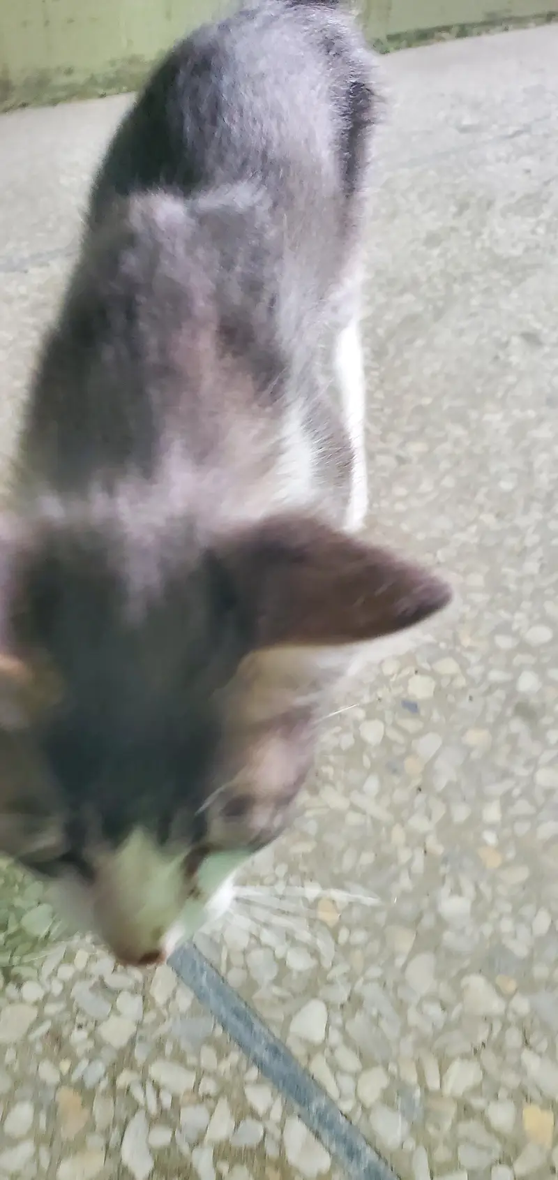 russiancute cat — photo 2