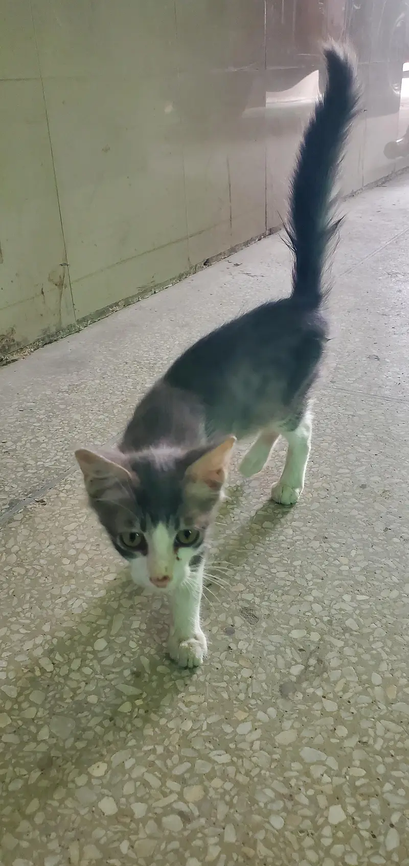 russiancute cat — photo 3