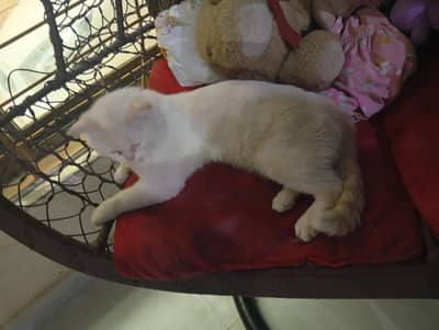 pretty and friendly litter trained cat