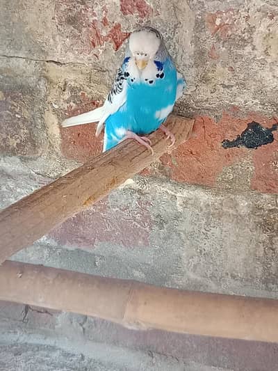 Australian parrot