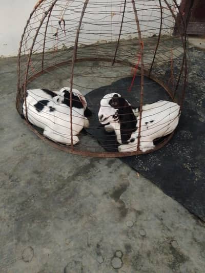 goats