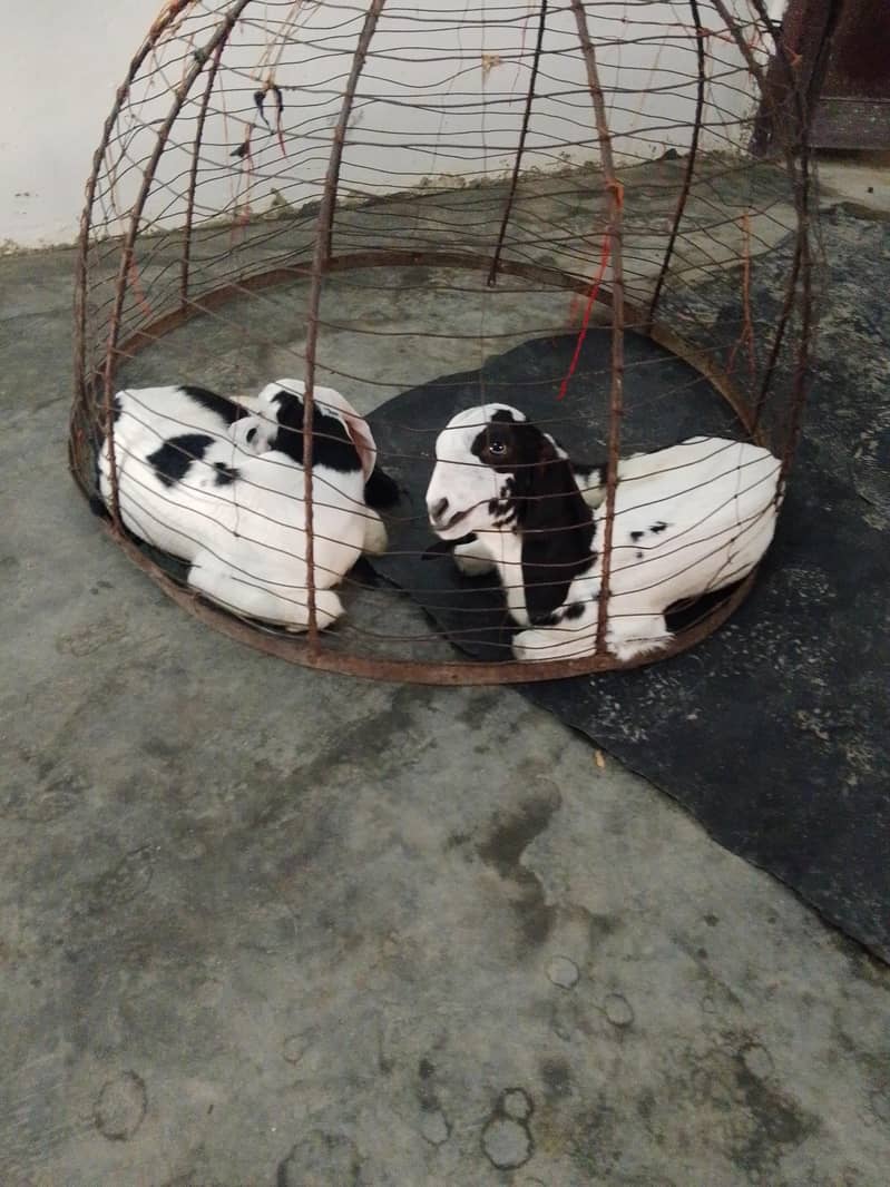 goats 0