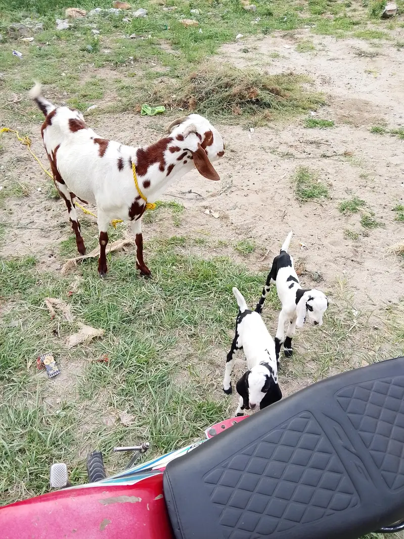 goats — photo 2