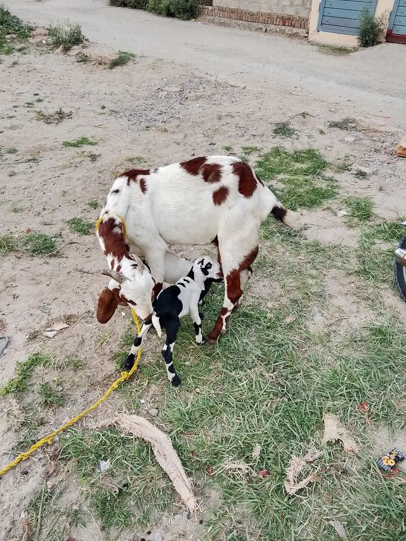 goats — photo 3