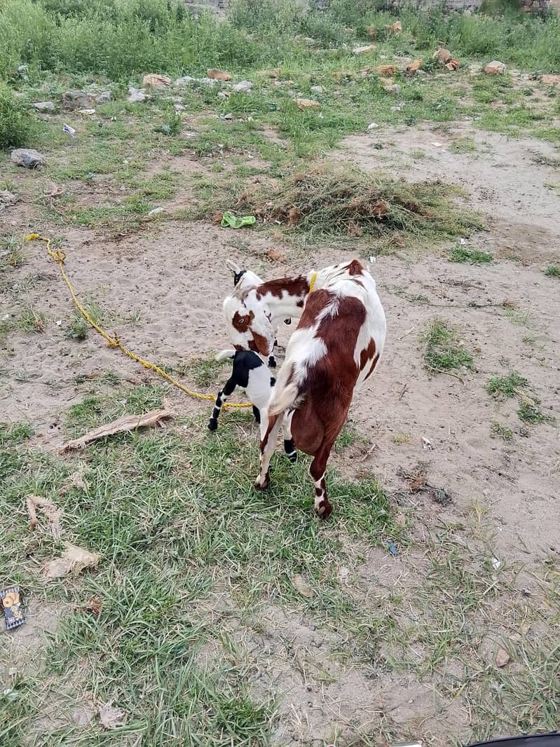 goats 3
