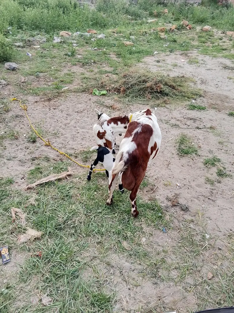 goats — photo 4