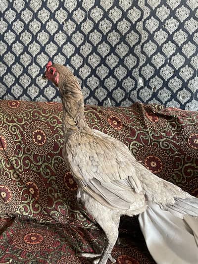 Urgent for Sale Chacho breed
