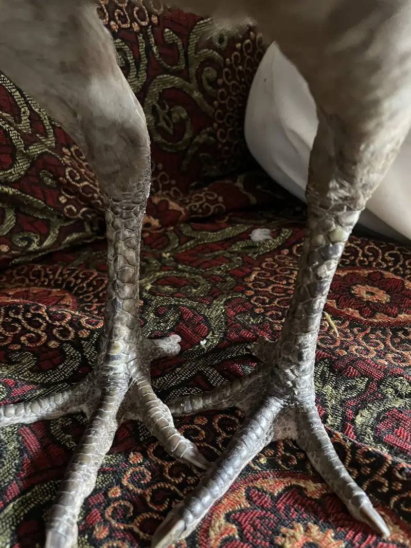 Urgent for Sale Chacho breed — photo 2