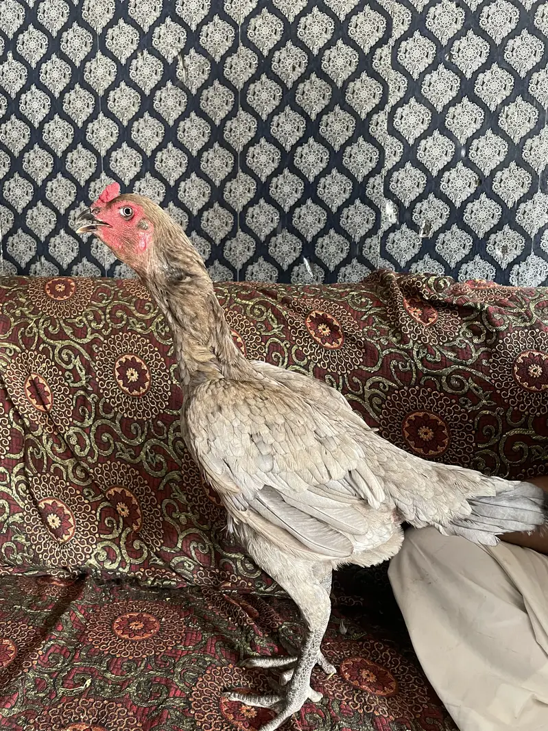 Urgent for Sale Chacho breed — photo 3