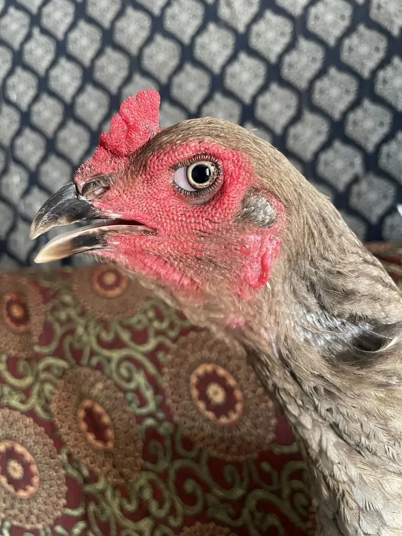 Urgent for Sale Chacho breed — photo 4