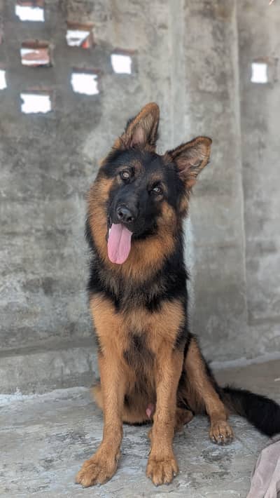 Son of King Lambo | German Shepherd Male Long Coat | Pink Pedigree