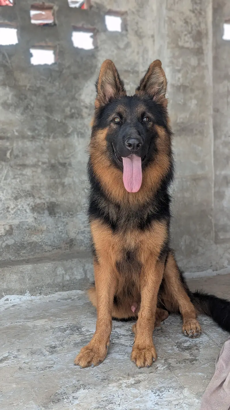 Son of King Lambo | German Shepherd Male Long Coat | Pink Pedigree — photo 2