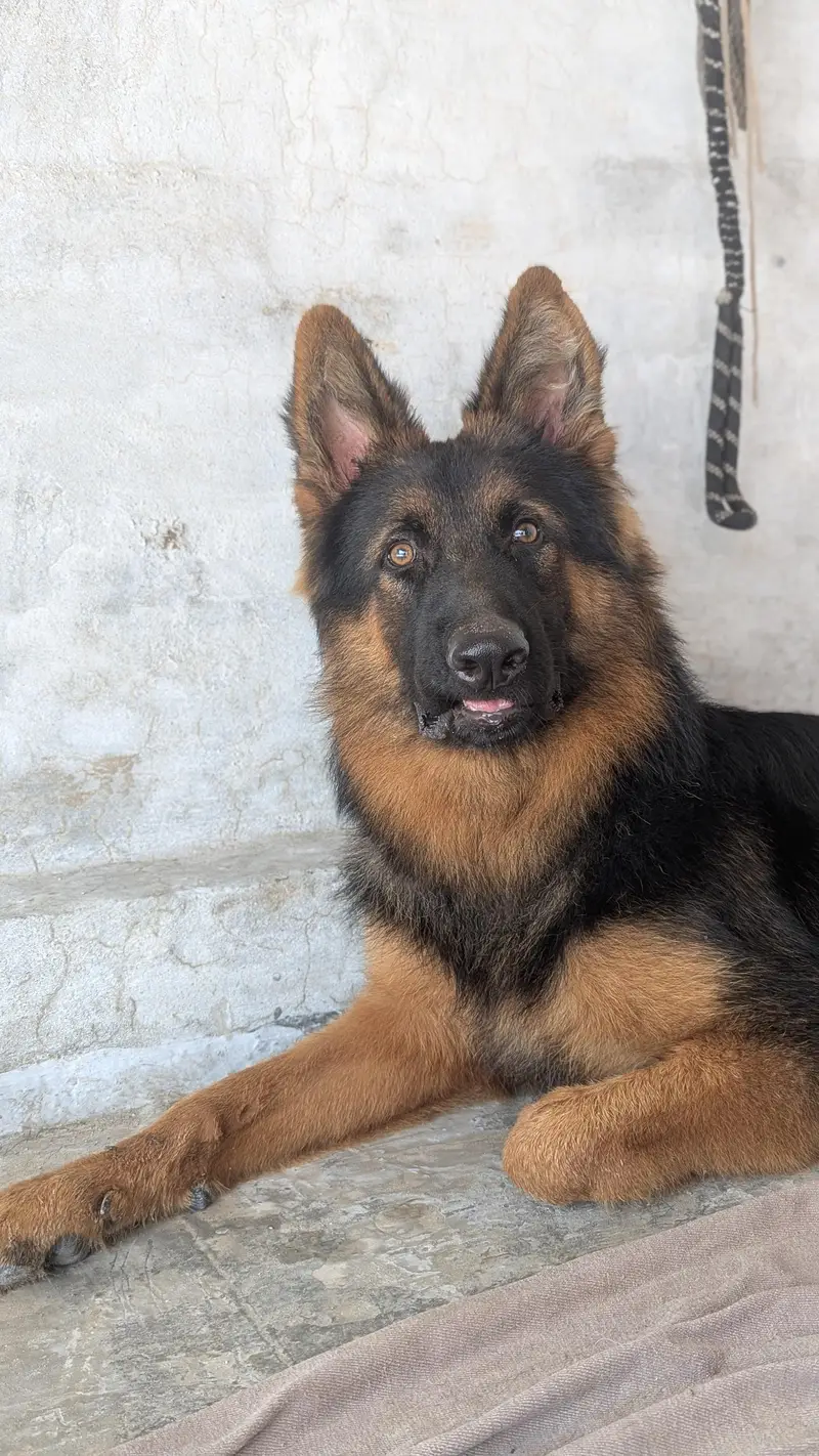 Son of King Lambo | German Shepherd Male Long Coat | Pink Pedigree — photo 3