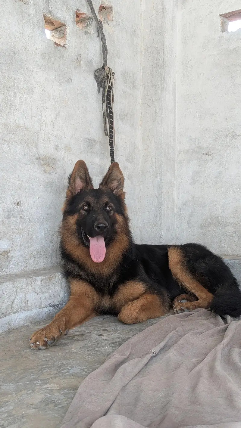 Son of King Lambo | German Shepherd Male Long Coat | Pink Pedigree — photo 4
