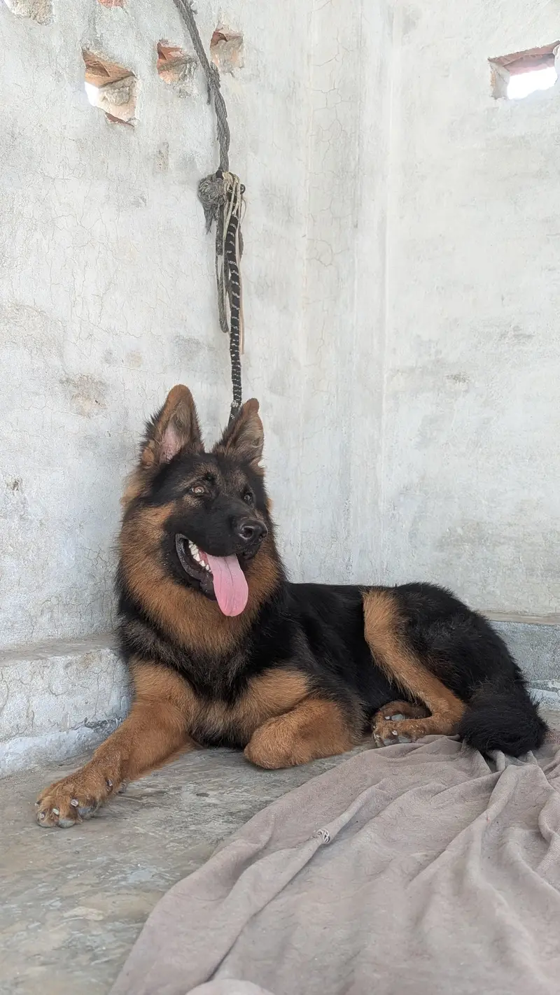 Son of King Lambo | German Shepherd Male Long Coat | Pink Pedigree — photo 5