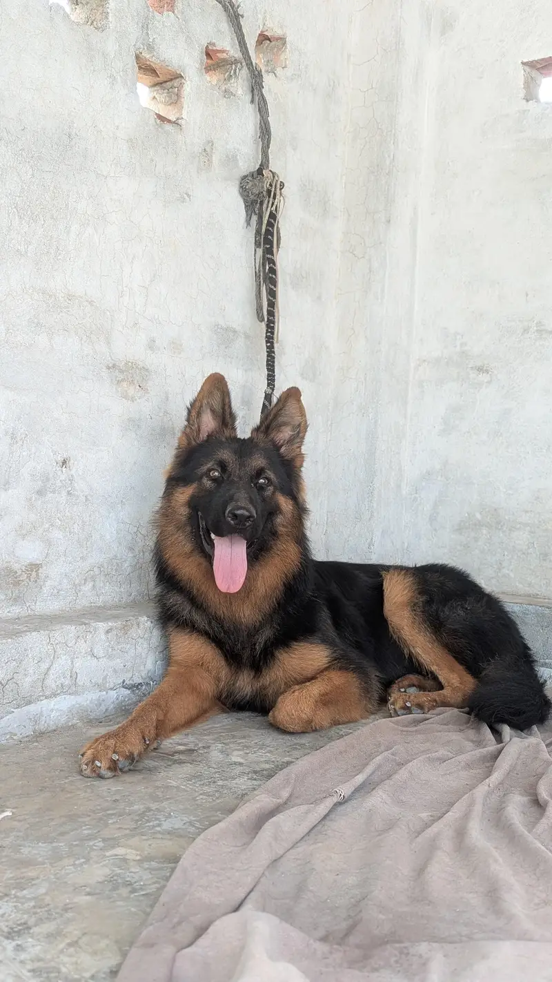 Son of King Lambo | German Shepherd Male Long Coat | Pink Pedigree — photo 6