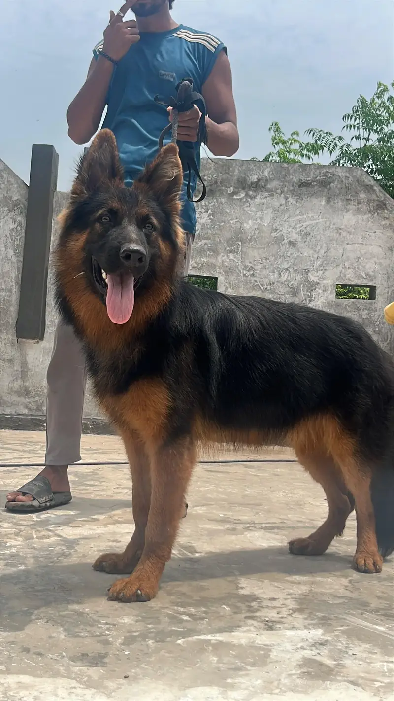 Son of King Lambo | German Shepherd Male Long Coat | Pink Pedigree — photo 7