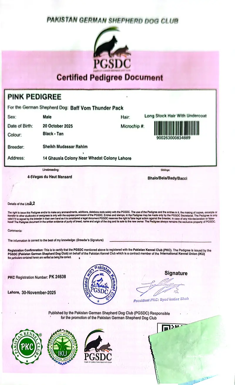 Son of King Lambo | German Shepherd Male Long Coat | Pink Pedigree — photo 8