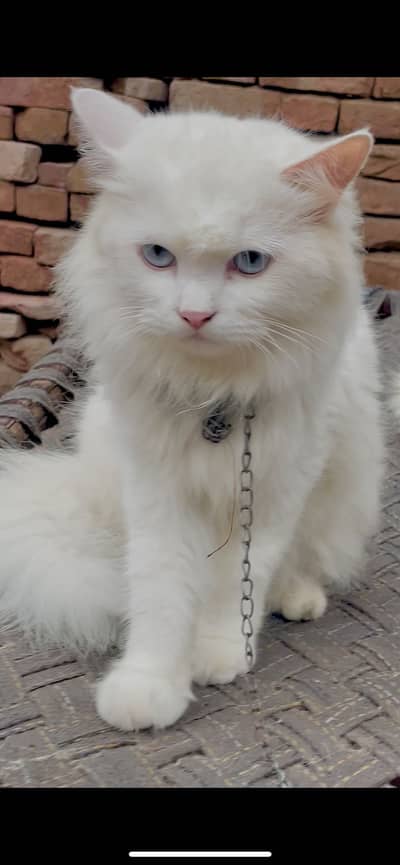 Persian female cat triple coat semi punch face