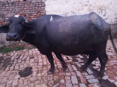 Buffalo for sale