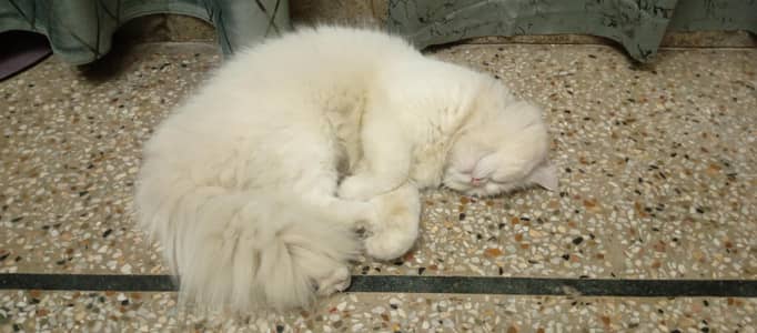 Persian kitten