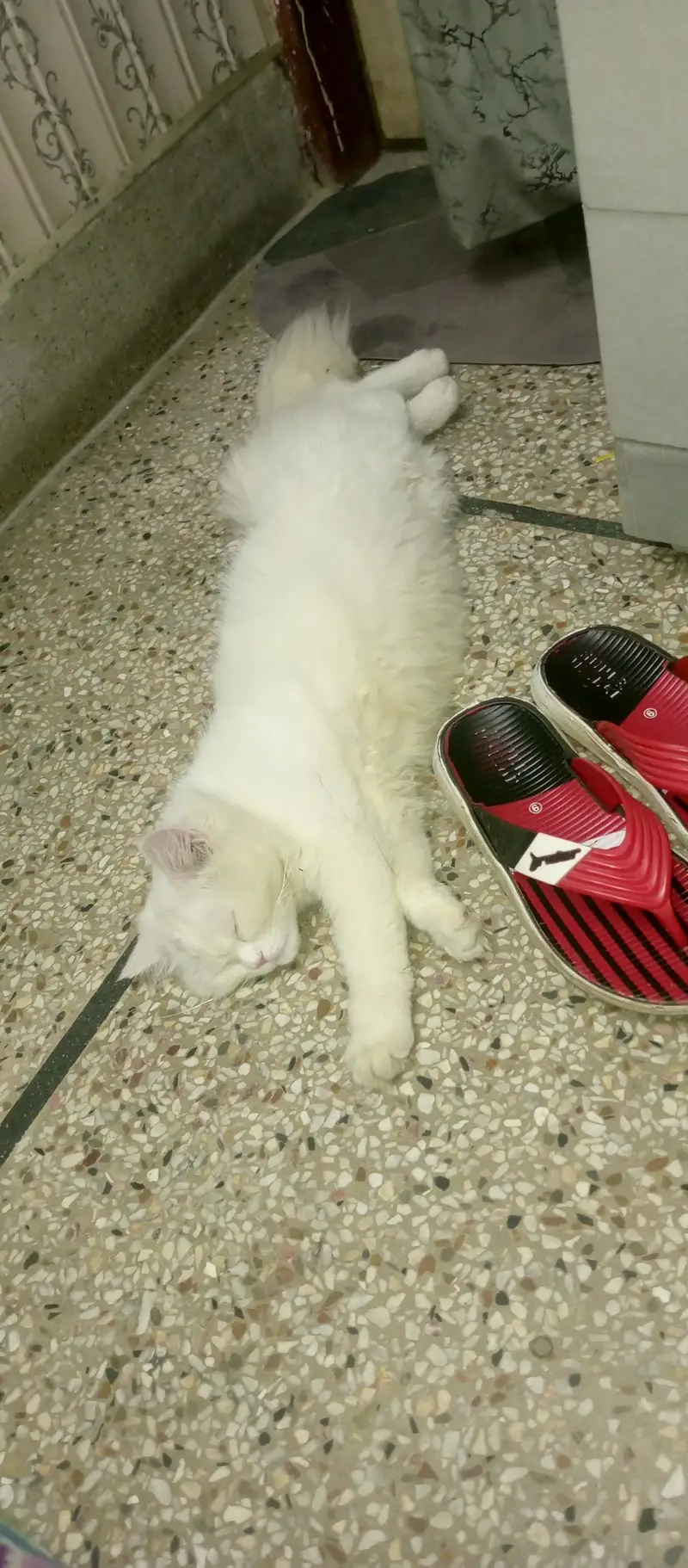 Persian kitten — photo 2