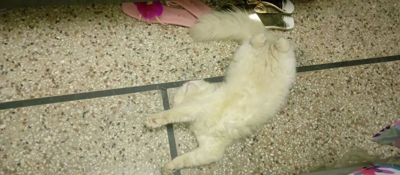 Persian kitten — photo 3