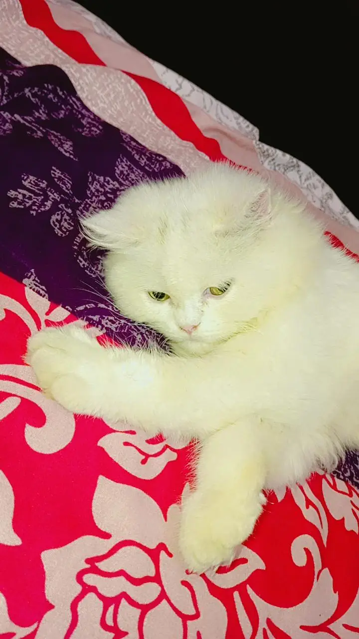 Persian kitten — photo 4