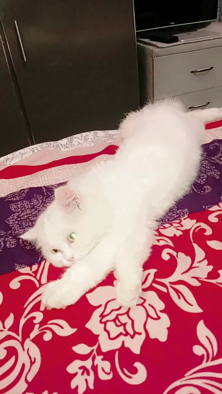 Persian kitten — photo 5