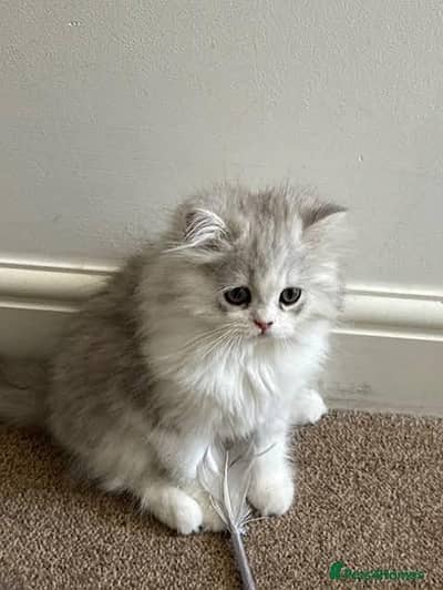 Persian kittens. Whatapp//03704//602354