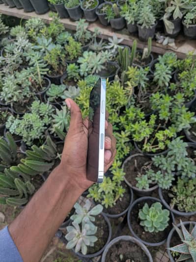 iPhone 12pro