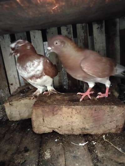 pigeon
