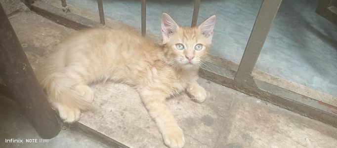selling double coated Persian kittens pair