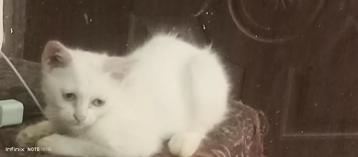 selling double coated Persian kittens pair — photo 2